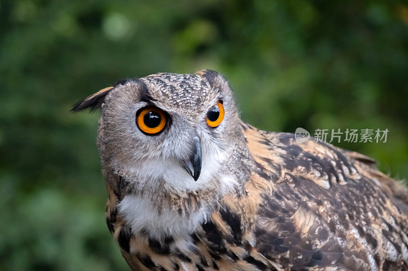 欧亚鹰鸮(Bubo Bubo)近照